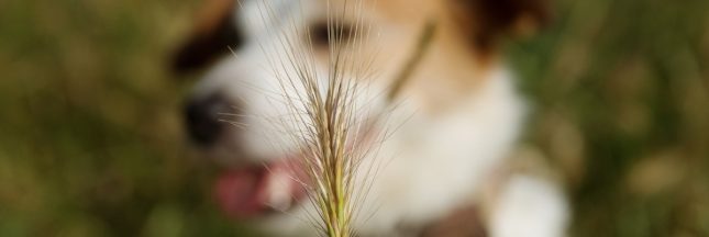 Les épillets, un danger sous-estimé pour nos animaux de compagnie