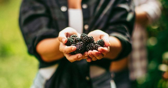 Mûres :  les bienfaits santé, beauté et recettes délicieuses