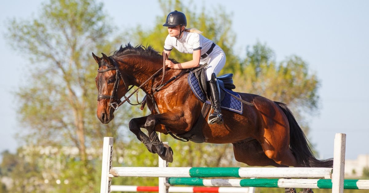 Maltraitance des chevaux en compétition : un chemin encore long