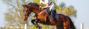 Maltraitance des chevaux en compétition : un chemin encore long
