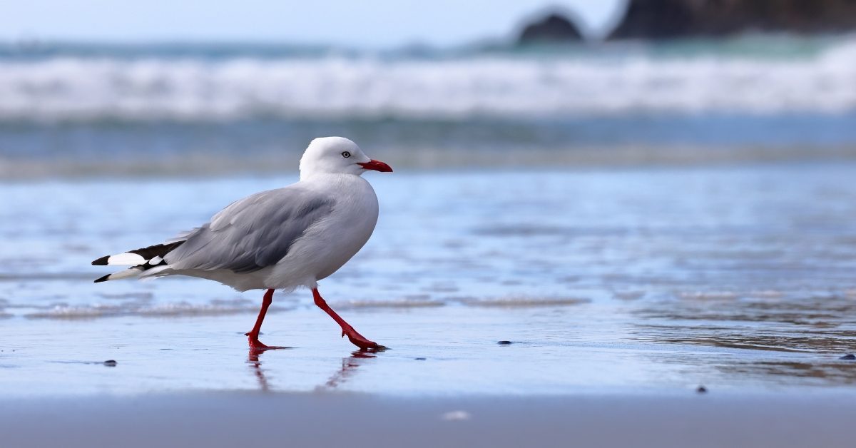 Les goélands ont-ils disparu de nos bords de mer ?