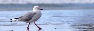 Les goélands ont-ils disparu de nos bords de mer ?