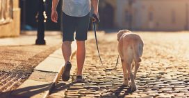 Ne laissez pas votre chien brûler les coussinets de ses pattes