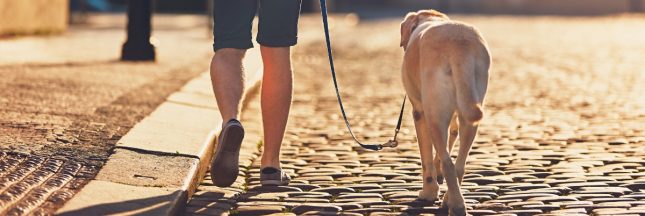 Ne laissez pas votre chien brûler les coussinets de ses pattes