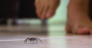 Trucs et astuces pour lutter contre les araignées chez vous