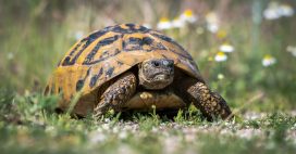 Dans la famille biodiversité ordinaire, protégeons la tortue Hermann