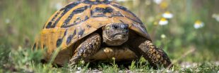 Dans la famille biodiversité ordinaire, protégeons la tortue Hermann