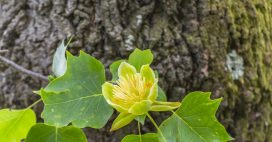 Connaissez-vous le ‘midwood’, ce bois aux propriétés uniques ?