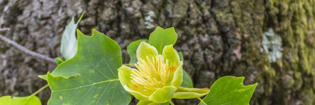 Liriodendron tulipifera