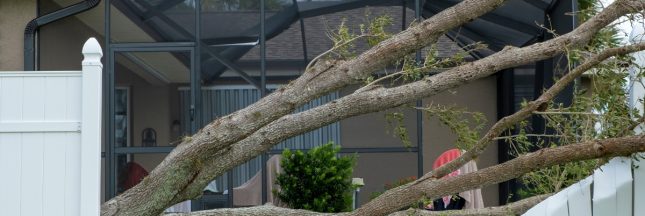 Assurance habitation et chute d'arbre