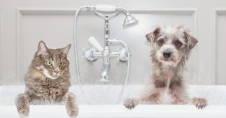 À quelle fréquence faut-il laver son chien (ou son chat)?