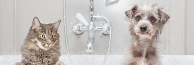 À quelle fréquence faut-il laver son chien (ou son chat)?