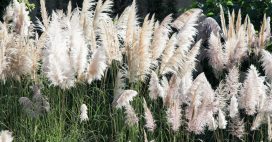 L’herbe de la pampa, aussi belle qu’envahissante