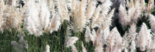 L'herbe de la pampa, aussi belle qu'envahissante