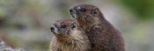 Une pétition pour interdire la chasse à la marmotte