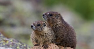 chasse à la marmotte pétition