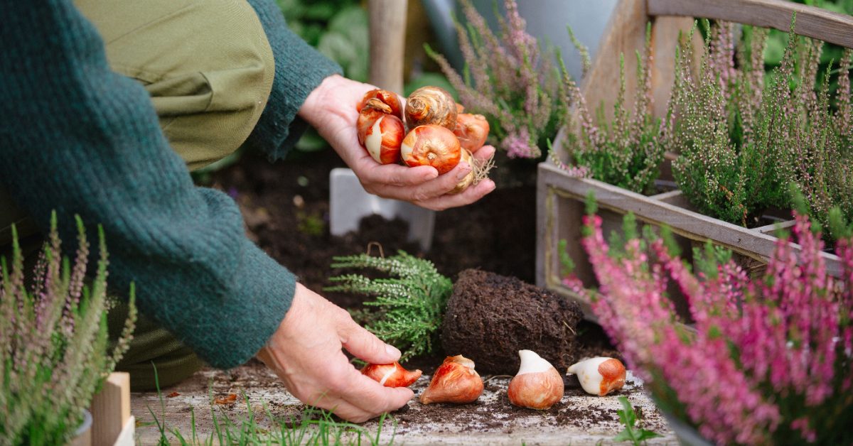 Les plantations à faire en automne pour un jardin productif au printemps