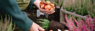 Les plantations à faire en automne pour un jardin productif au printemps