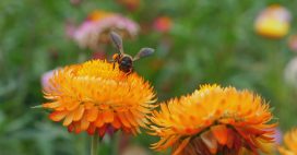 COP16 : les pays riches fuient leurs engagements financiers pour la biodiversité