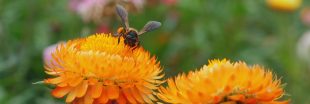 COP16 : les pays riches fuient leurs engagements financiers pour la biodiversité