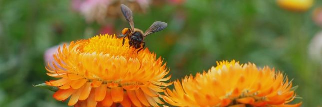 Urgence pour la biodiversité