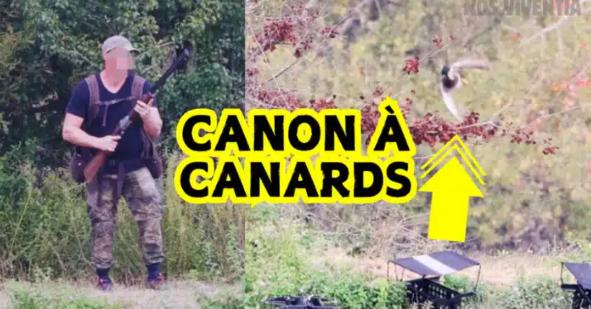 Canon à canards vivants : la ‘formation’ de chiens de chasse dénoncée par Pierre Rigaux