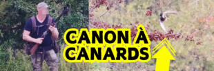 Canon à canards vivants : la 'formation' de chiens de chasse dénoncée par Pierre Rigaux