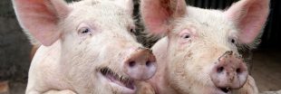 Parlez-vous le cochon ? Cette IA le décode