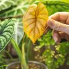 Au secours, les feuilles de mes plantes vertes jaunissent