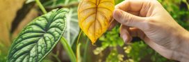 Au secours, les feuilles de mes plantes vertes jaunissent