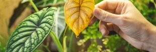 Au secours, les feuilles de mes plantes vertes jaunissent