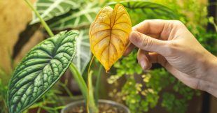 Au secours, les feuilles de mes plantes vertes jaunissent