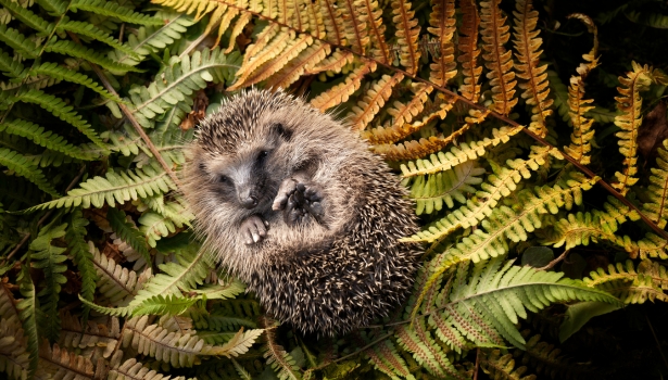 Hedgehog hibernation