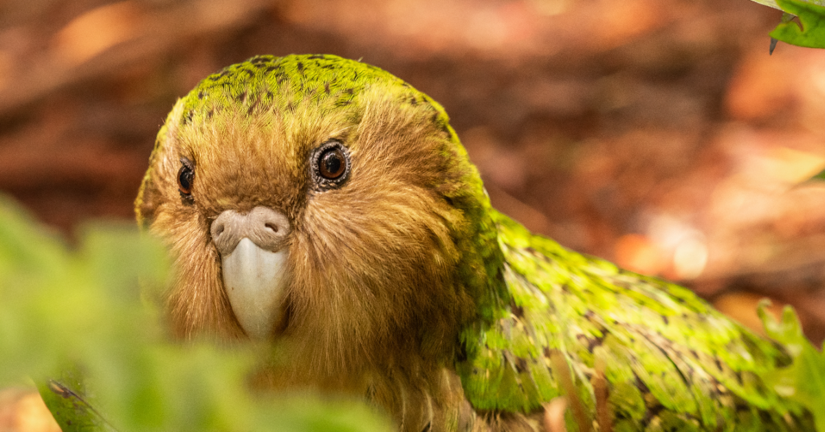 Oiseaux en voie d’extinction : une menace imminente pour les écosystèmes et la biodiversité mondiale