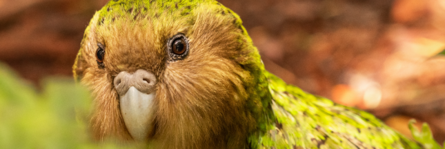 Kakapo