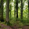 Les forêts de notre planète n'absorbent plus assez de CO2