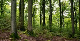 Les forêts de notre planète n’absorbent plus assez de CO2