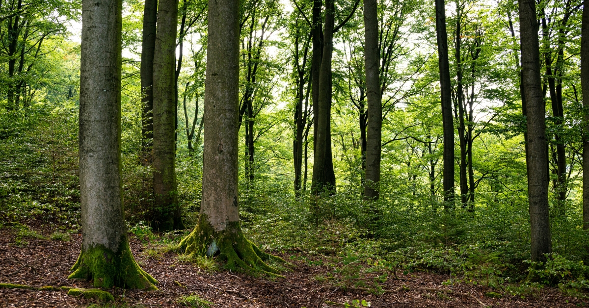 Les forêts de notre planète n'absorbent plus assez de CO2