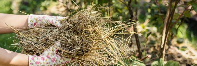 Paillis de foin pour jardin.