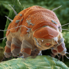 Les tardigrades révèlent (un peu) leurs secrets