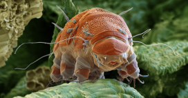 Les tardigrades révèlent (un peu) leurs secrets