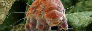 Les tardigrades révèlent (un peu) leurs secrets