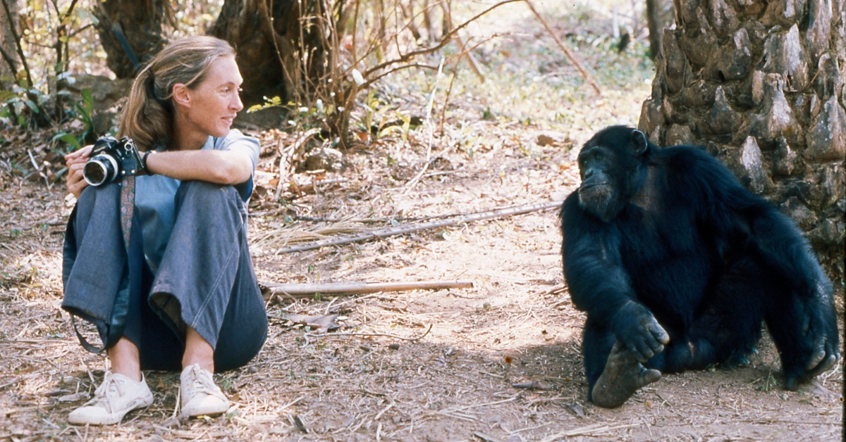 Jane Goodall parle chimpanzé et lance un appel urgent avant la COP16 sur la biodiversité