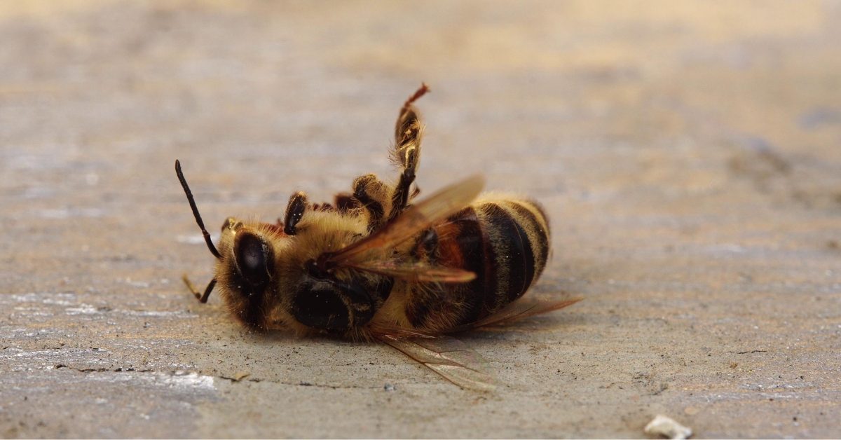 Exposition des abeilles aux pesticides : et si on avait tout faux ? C’est pire…