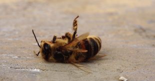 Exposition des abeilles aux pesticides : et si on avait tout faux ? C'est pire...