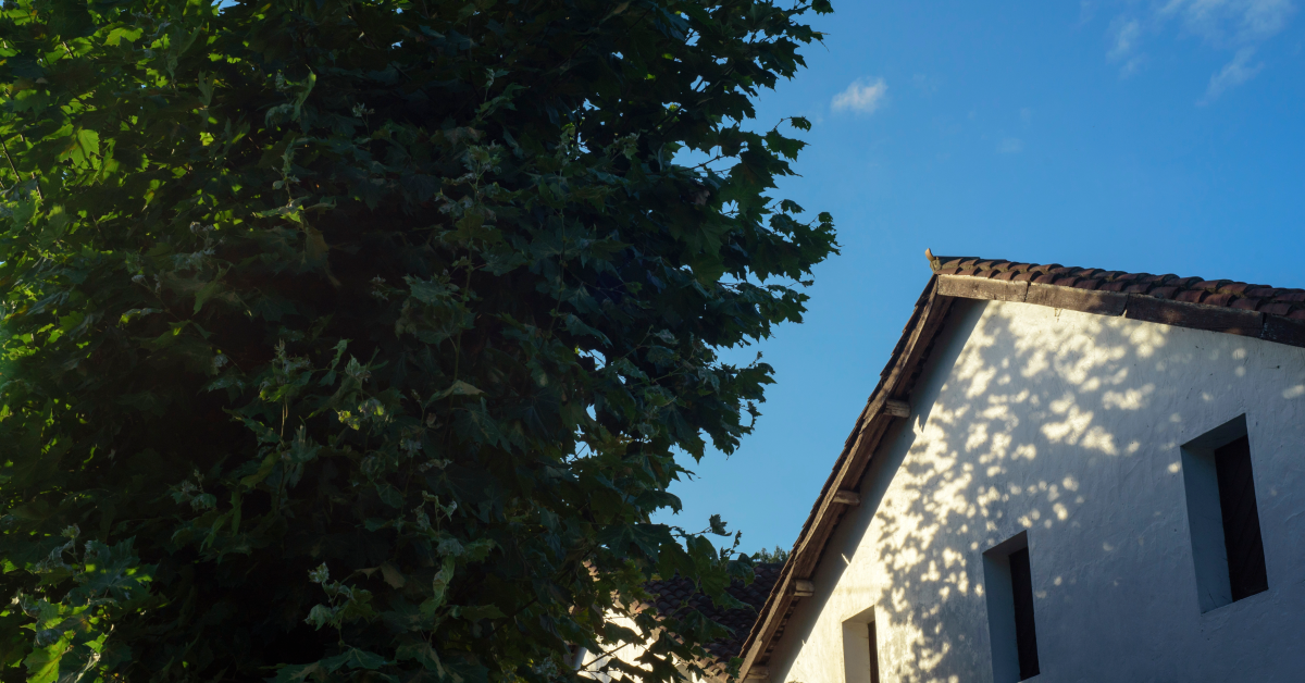 Perte d’ensoleillement : que faire si l’arbre ou la maison d’un voisin vous cache le soleil ?