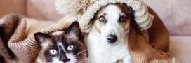 Chiens et chats : comment protéger nos amis à quatre pattes du froid ?