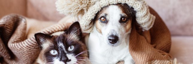 Animaux : les chiens et chats peuvent-ils prendre froid avec la baisse des températures ?