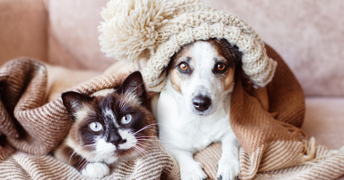 Chiens et chats : comment protéger nos amis à quatre pattes du froid ?