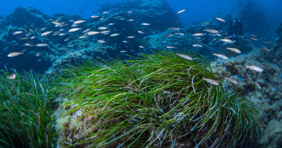 Méditerranée : le préjudice écologique d’atteinte à l’herbier de Posidonie reconnu